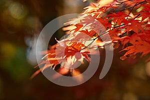 Autumn colorful bright leaves swinging on an oak tree in autumnal park. Fall background. Beautiful nature