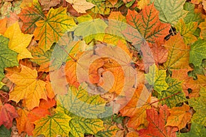 Autumn colorful fall maple leaves background closeup