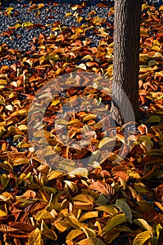 Autumn, colorful the falling leaves