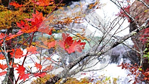 Autumn colorful foliage and the rapid stream of the Yukawa River