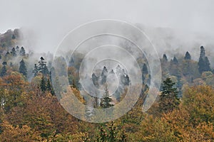 Autumn colorful forest covered in mist in a rainy day