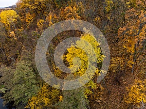 Autumn colorful forest in yellow green colors