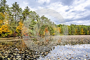 Autumn colorful landscape of a lake with water lilies and fallen leaves framed by a strip of trees reflected in the water along