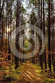 Autumn colorful landscape of mixed forest thicket with Scots pine trees in Kampinos nature reserve in Poland