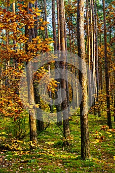 Autumn colorful landscape of mixed forest thicket with Scots pine trees in Kampinos nature reserve in Poland