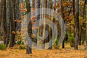 Autumn colorful landscape of mixed forest thicket with Scots pine trees in Kampinos nature reserve in Poland