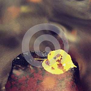 Autumn colorful leaf.Bright yellow aspen leaf. Nice yellow broken leaf on wet stone in blurred water of mountain stream cascade.