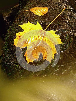 Autumn colorful leaf. Castaway on wet slipper stone in stream