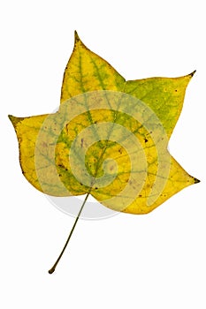 Autumn colorful leaf of tulip tree. Liriodendron tulipifera