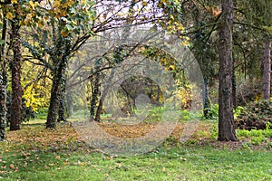 Autumn with colorful leaves at botanical garden.