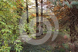 Autumn with colorful leaves at botanical garden.