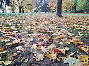 Autumn colorful leaves on the ground and on the trees.