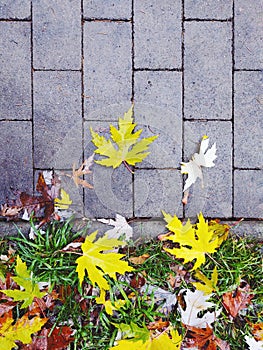 Jesenné farebné lístie na zemi a na stromoch.