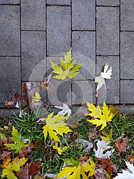 Autumn colorful leaves on the ground and on the trees.