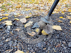 Autumn colorful leaves on the ground and on the trees.