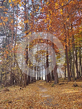 Jesenné farebné lístie na zemi a na stromoch.