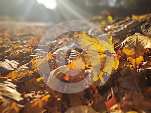 Autumn colorful leaves on the ground and on the trees.