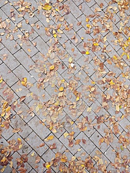 Autumn colorful leaves on the ground and on the trees.