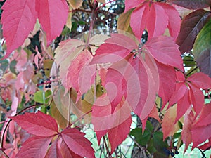 Autumn colorful leaves on the ground and on the trees.