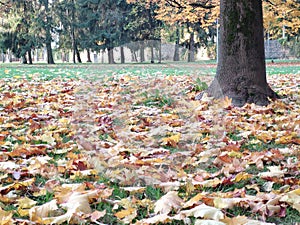 Autumn colorful leaves on the ground and on the trees.
