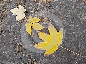 Autumn colorful leaves on the ground and on the trees.