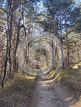 Podzimní barevné listí na zemi a na stromech.