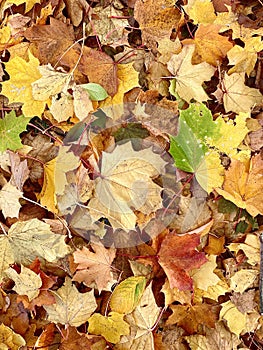 Autumn colorful leaves in the park.