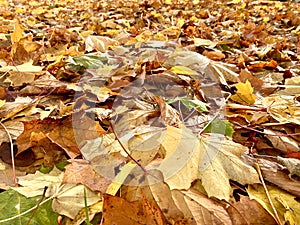 Autumn colorful leaves in the park.