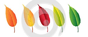Autumn colorful leaves set, isolated on white background.