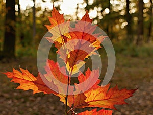 Autumn colorful leaves and sun backlit.