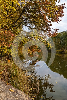 Autumn colorful leaves of the trees in the forest by the river