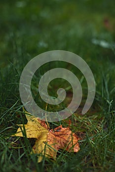 autumn colorful local outdoor nature view of falling leaf in the grass focus on foreground photography