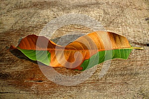 Autumn colorful of Mango leaf and variation concept