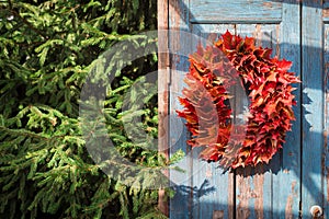 Autumn colorful maple leaves wreath on the blue rustic door