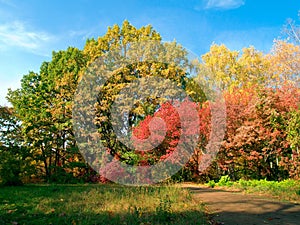 Autumn colorful park