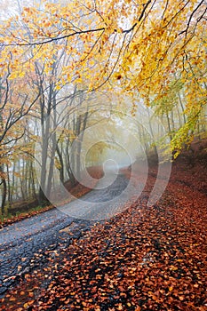 Autumn colorful path