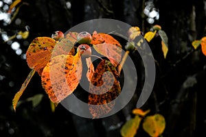 Autumn colorful photos of leaves full of warm atmosphere and charm inspire you to create paintings