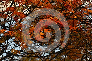 Autumn colorful photos of leaves full of warm atmosphere and charm inspire you to create paintings