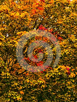 Autumn colorful photos of leaves full of warm atmosphere and charm inspire you to create paintings photo