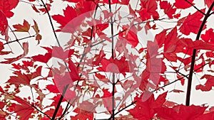 Autumn colorful red maple leaf of Japanese garden from under the maple tree. Autumn branch of maple tree with red leaves