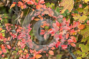 Autumn colorful red vibrant leaves bush close-up