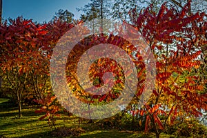 Autumn colorful red and yellow rowan tree in the green grass near Hamry nad Sazavou, Czech Republic photo