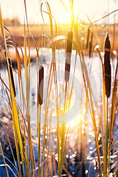 Autumn colorful scene. Reed plant in the rays of the setting sun