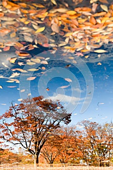 Autumn trees and blue sky reflected in the lake