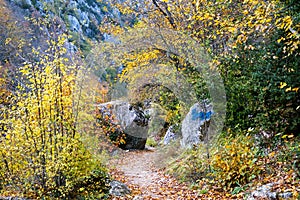 Autumn and colorful trees and leaves, waterfall,forest photo