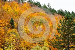 Autumn and colorful trees and leaves, waterfall,forest photo