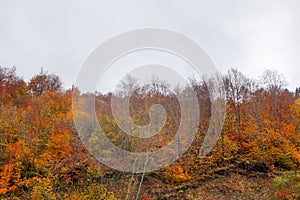 Autumn and colorful trees and leaves, waterfall,forest photo