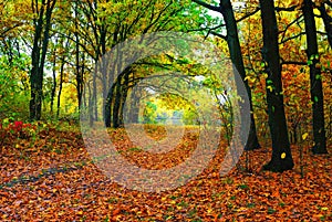 Autumn colorful trees and path