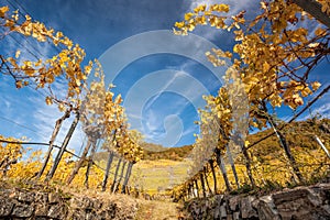 Autumn colorful vineyard in Wachau, (Unesco World Heritage Site) Lower Austria