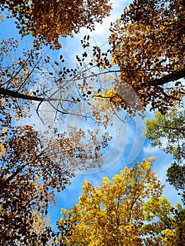 autumn colorful wallpaper with trees and sky